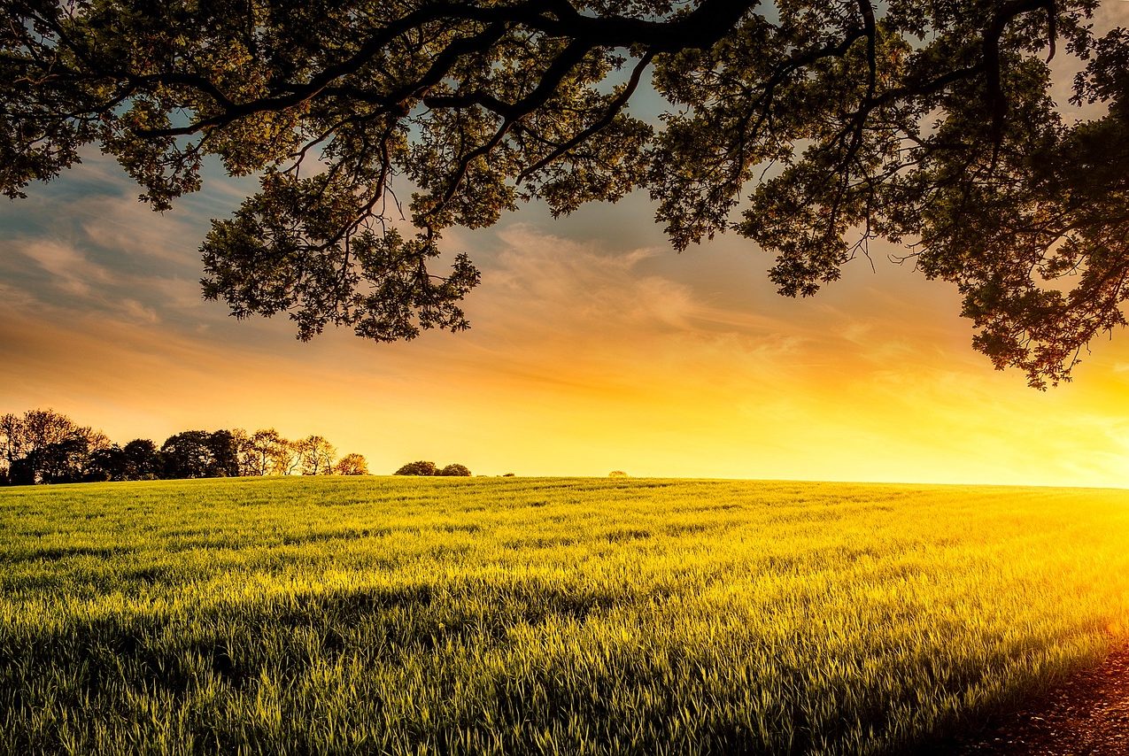 Lush green field under a vibrant sunset with a large tree in the foreground.