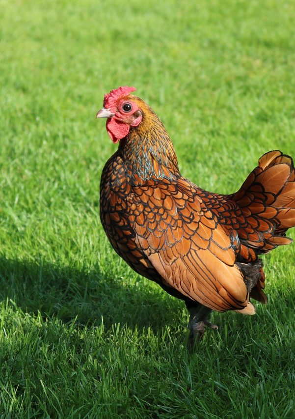 Brown and gold chicken with a red comb, standing on green grass.