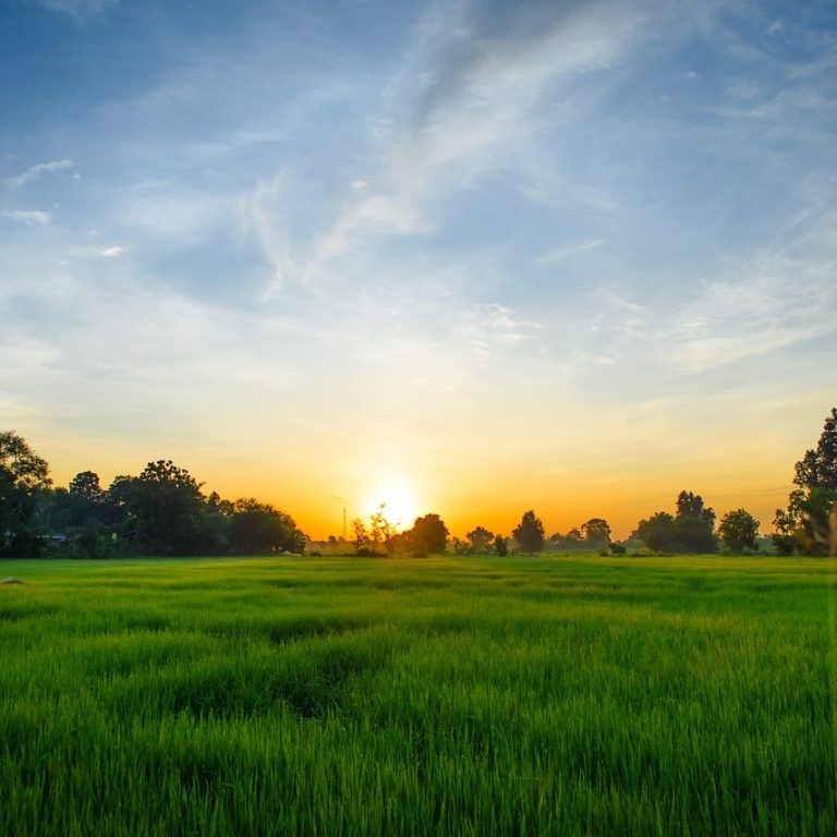 A vast green field under a colorful sunset with scattered trees in the background.